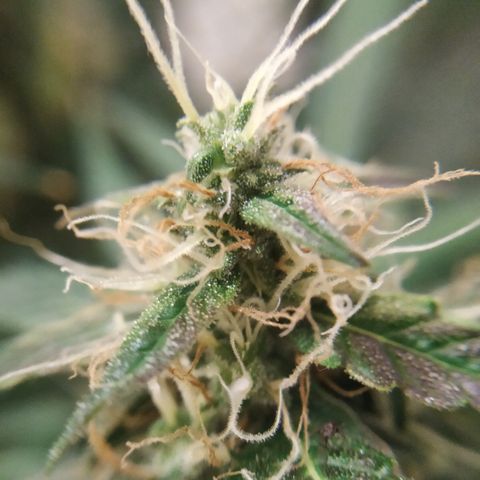 Jack Herer growlog timeline photo