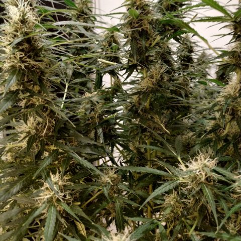 Jack Herer growlog timeline photo