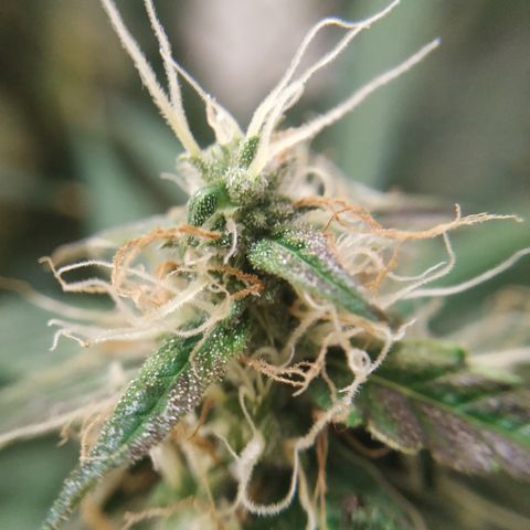 Jack Herer growlog timeline photo