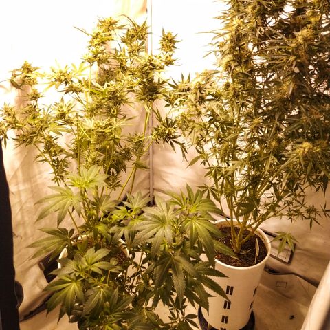 Jack Herer growlog timeline photo