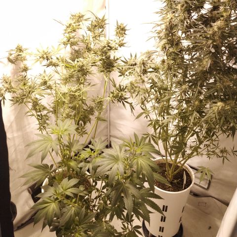 Jack Herer growlog timeline photo