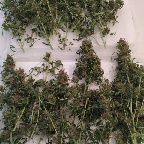Jack Herer growlog timeline photo