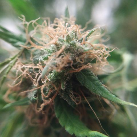 Jack Herer growlog timeline photo