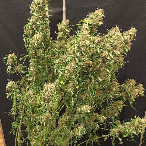 Jack Herer growlog timeline photo
