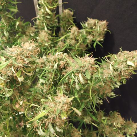 Jack Herer growlog timeline photo