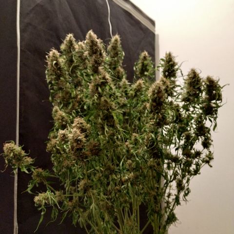 Jack Herer growlog timeline photo