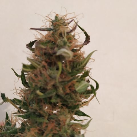 Jack Herer growlog timeline photo