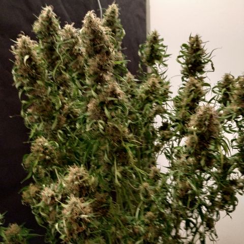 Jack Herer growlog timeline photo