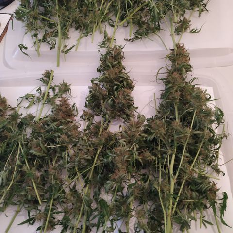 Jack Herer growlog timeline photo