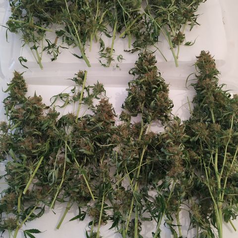 Jack Herer growlog timeline photo