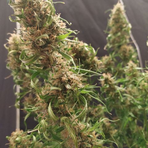 Jack Herer growlog timeline photo