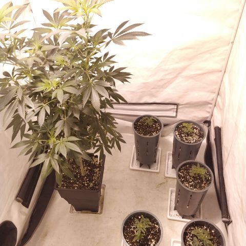 Jack Herer growlog timeline photo