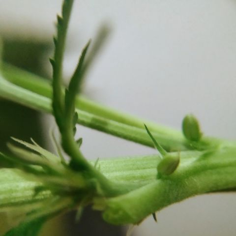 Cheese XXL de TNT growlog photo: Hermie: Hoy aparecieron flores masculinas en una planta de semilla auto de TNT. =( 