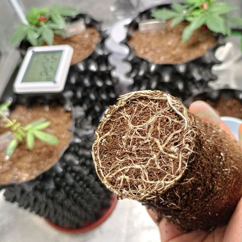 Semilla regular  growlog timeline photo