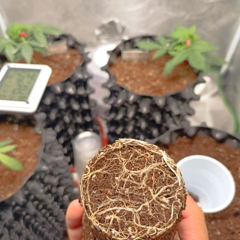 Semilla regular  growlog photo: Transplante 