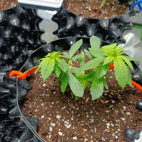 Semilla regular  growlog timeline photo