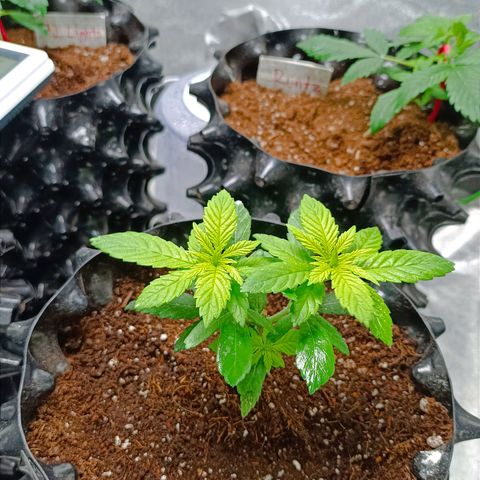 Semilla regular  growlog timeline photo