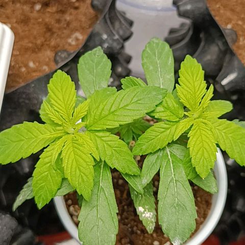 Semilla regular  growlog timeline photo