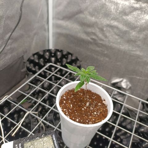 Semilla regular  growlog timeline photo