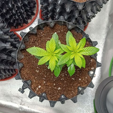 Semilla regular  growlog timeline photo