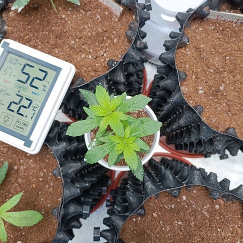 Semilla regular  growlog timeline photo