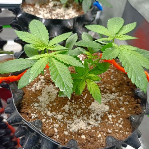Semilla regular  growlog timeline photo