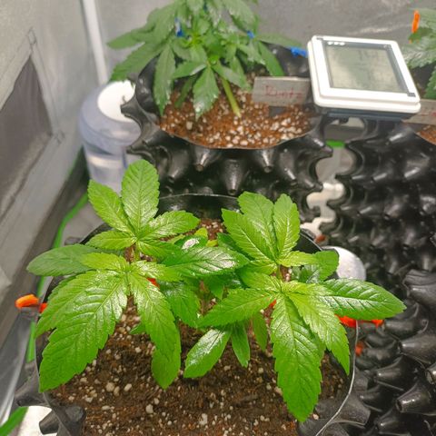 Semilla regular  growlog timeline photo