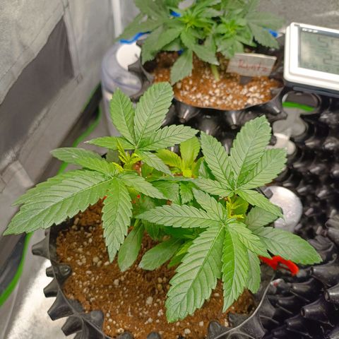 Semilla regular  growlog timeline photo