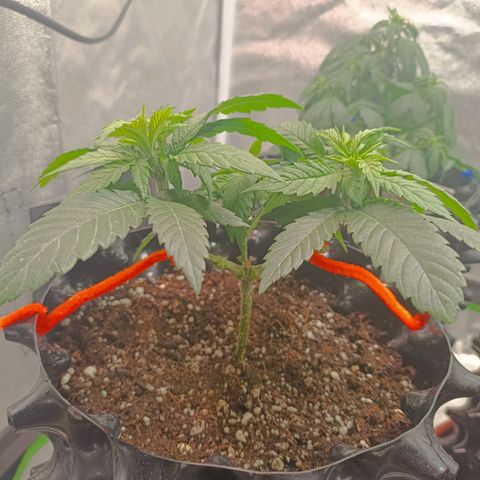 Semilla regular  growlog timeline photo