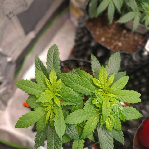 Semilla regular  growlog timeline photo