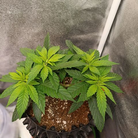Semilla regular  growlog timeline photo