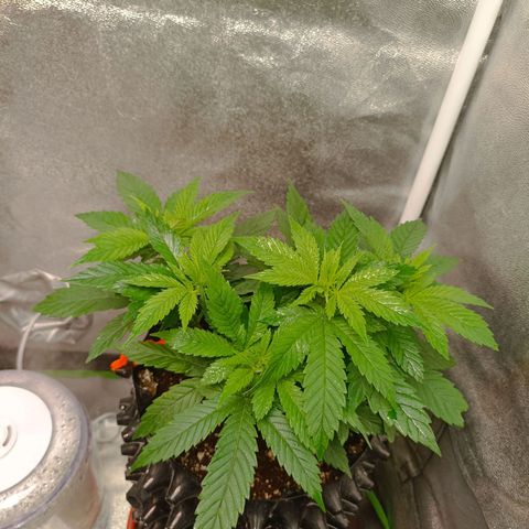 Semilla regular  growlog timeline photo