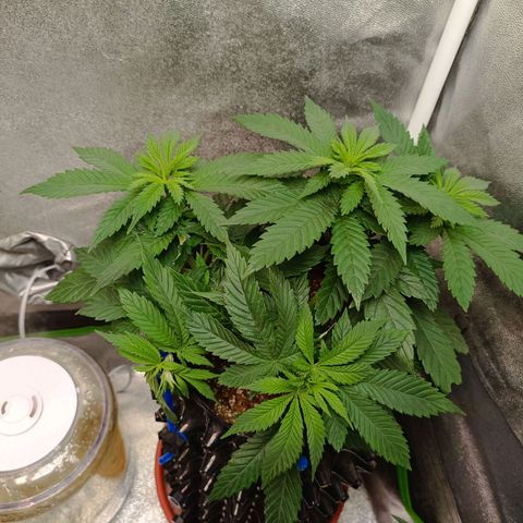 Semilla regular  growlog timeline photo