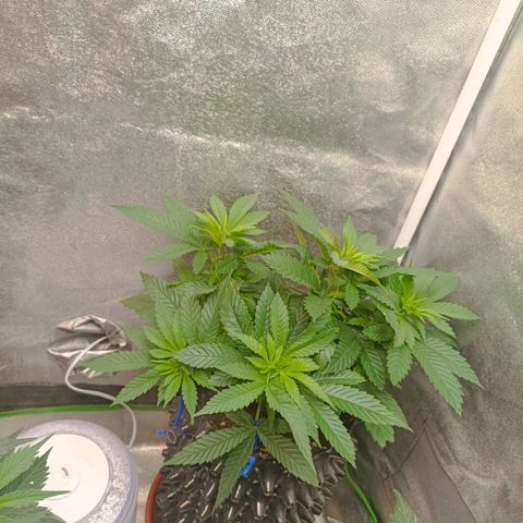 Semilla regular  growlog timeline photo