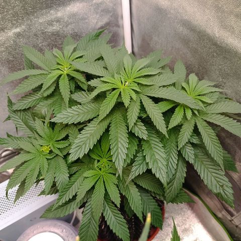Semilla regular  growlog timeline photo