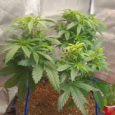 Semilla regular  growlog timeline photo
