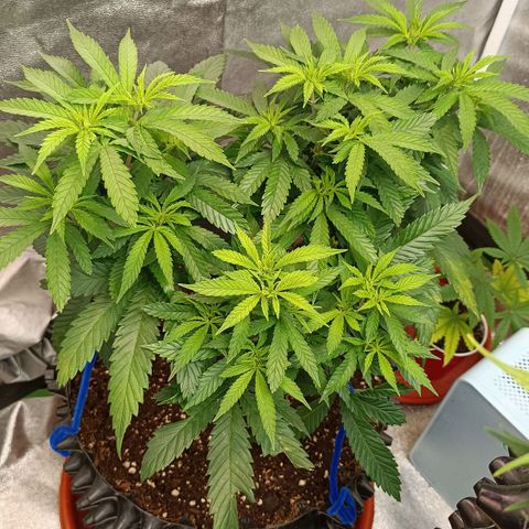 Semilla regular  growlog timeline photo