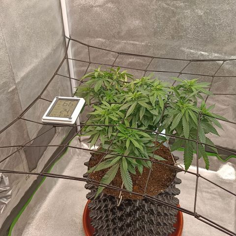 Semilla regular  growlog timeline photo