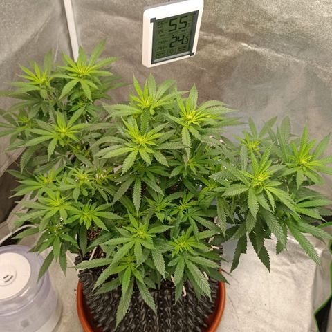 Semilla regular  growlog timeline photo