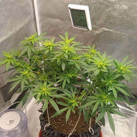 Semilla regular  growlog timeline photo