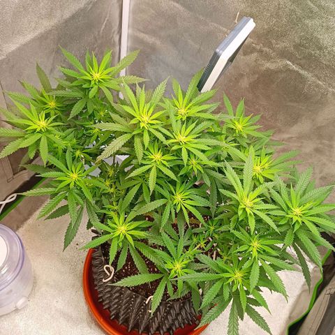 Semilla regular  growlog timeline photo