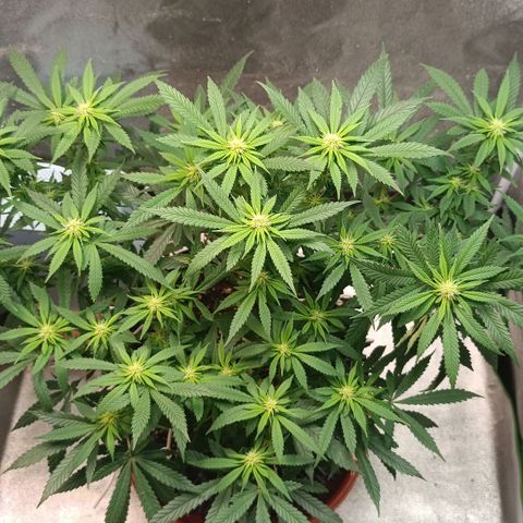 Semilla regular  growlog timeline photo