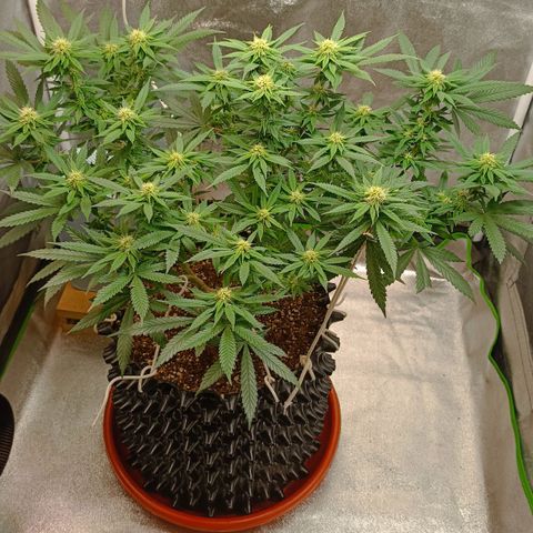 Semilla regular  growlog timeline photo