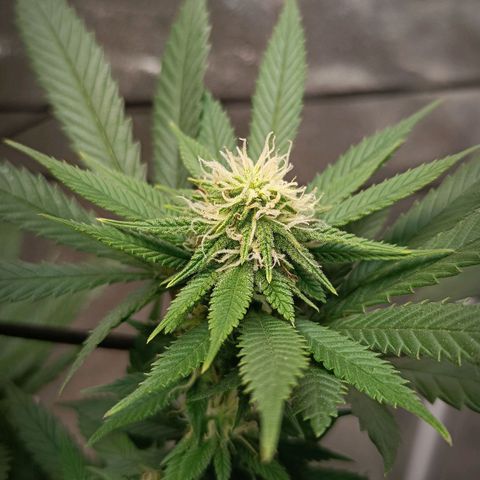 Semilla regular  growlog timeline photo
