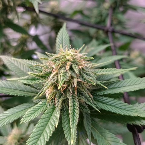 Semilla regular  growlog timeline photo