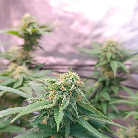Semilla regular  growlog timeline photo