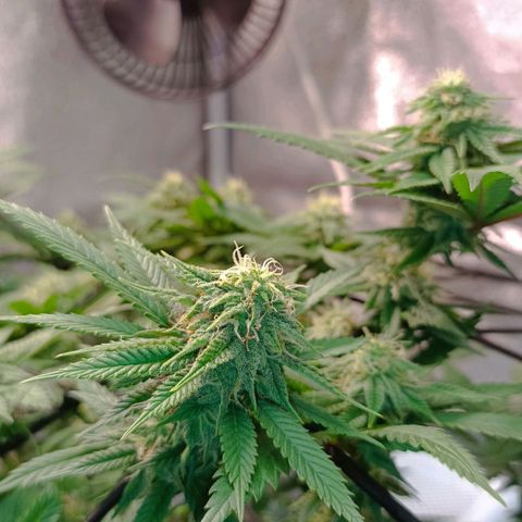Semilla regular  growlog timeline photo