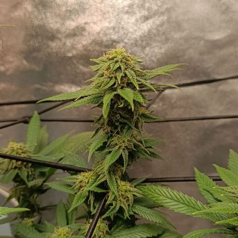 Semilla regular  growlog timeline photo