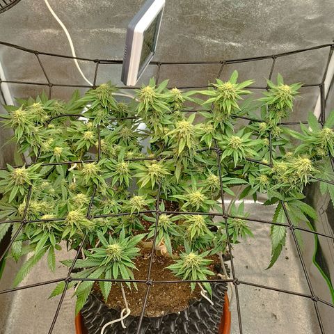 Semilla regular  growlog timeline photo