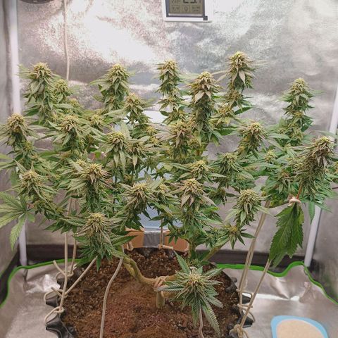 Semilla regular  growlog timeline photo
